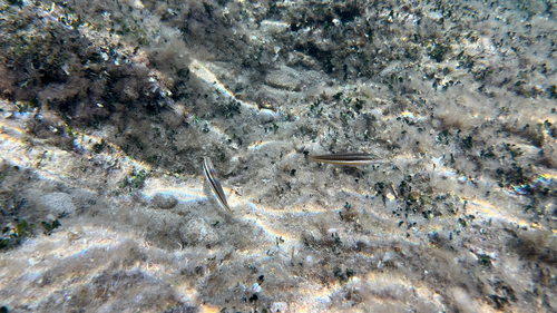 Mediterranean Rainbow Wrasse