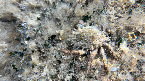 Lesser Spider Crab