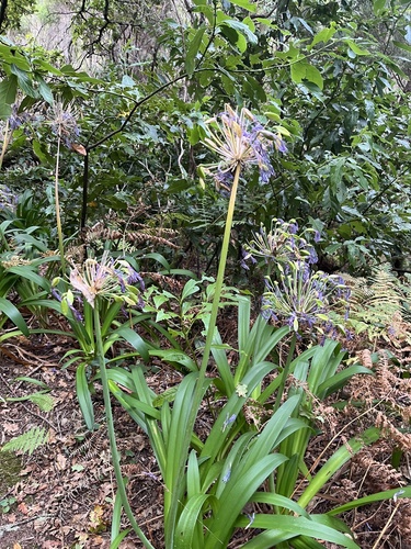 blue lily