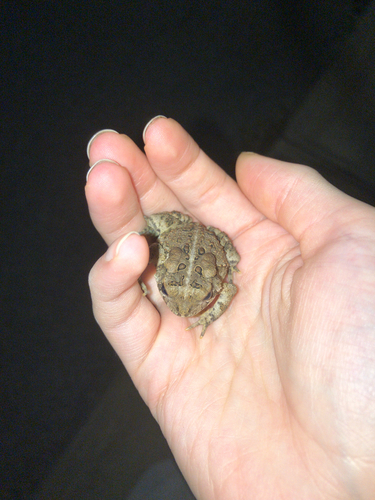 American Toad