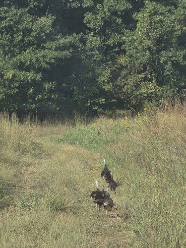 Wild Turkey