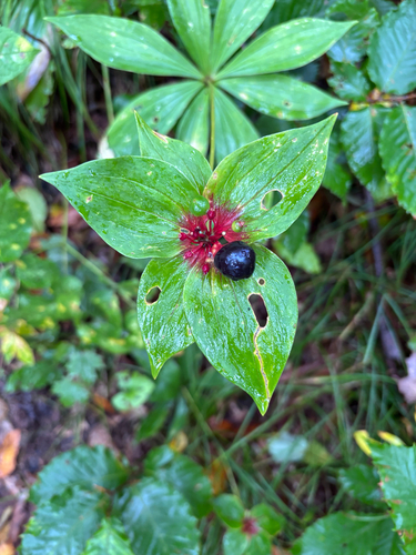 Cucumber Root