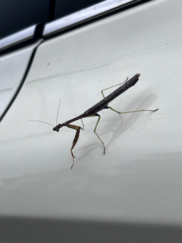 Carolina Mantis