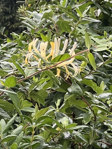 Japanese honeysuckle
