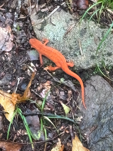 Eastern Newt