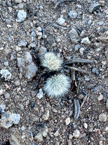 Sacken's Velvet Ant