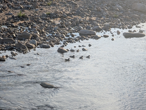 Common Merganser