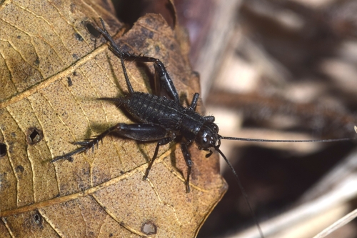 Marsh-cricket