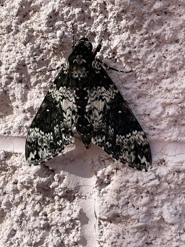 Rustic Sphinx