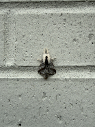 Large Tolype Moth