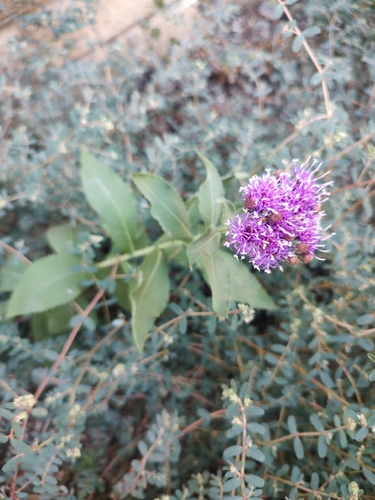 Western Ironweed