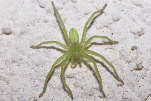 Green Huntsman Spider