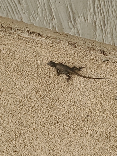 Prairie Lizard