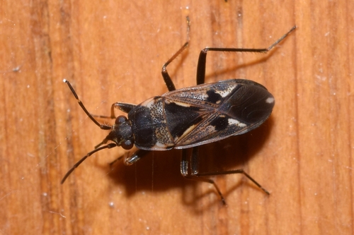 bright-spotted groundbug