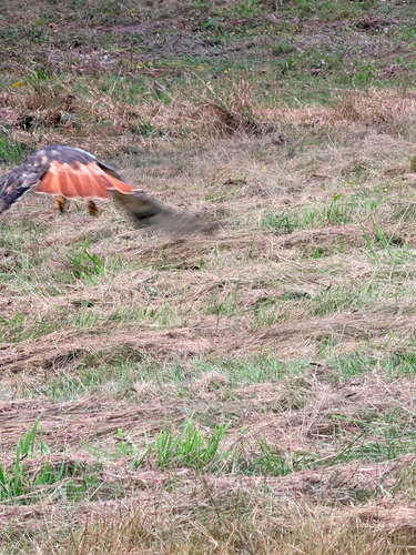 Red-tailed Hawk