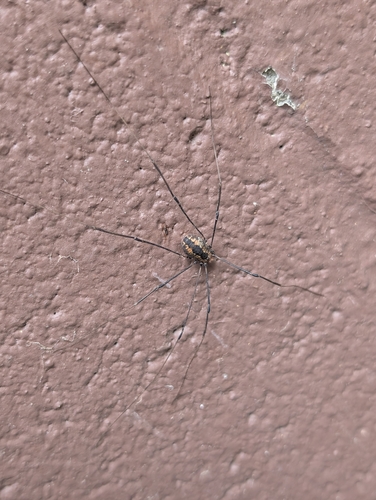 Banded Harvestman