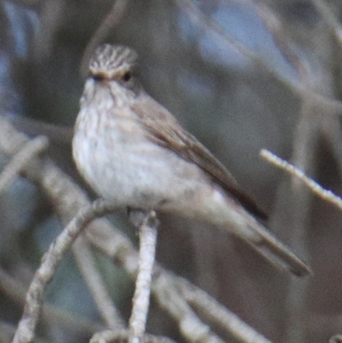 Spotted Flycatcher