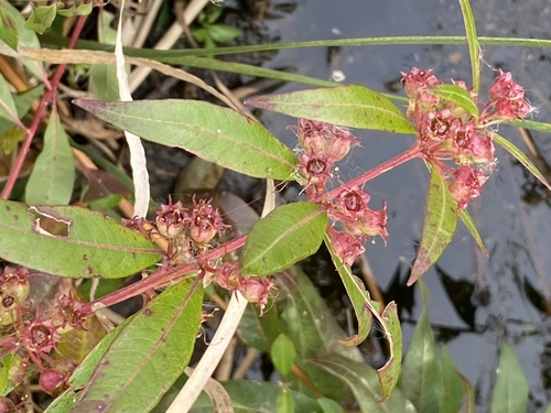 swamp loosestrife