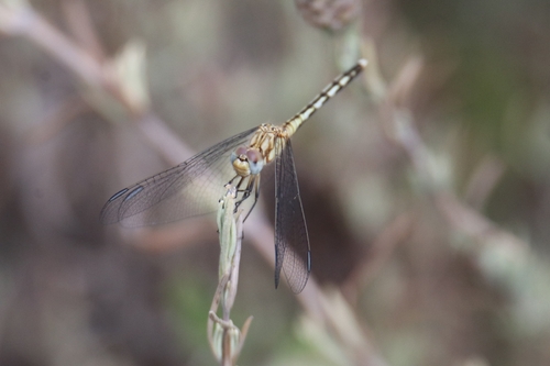 Black Percher