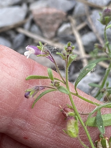 dwarf snapdragon