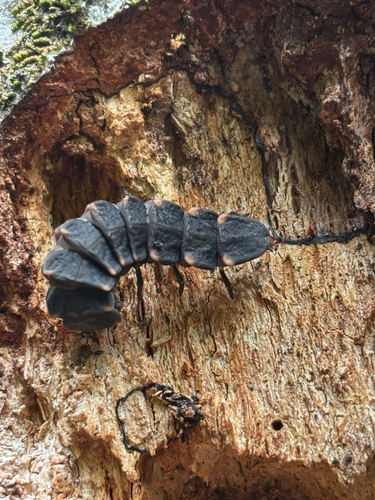 European Glow-worm