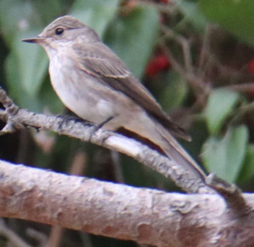 Spotted Flycatcher