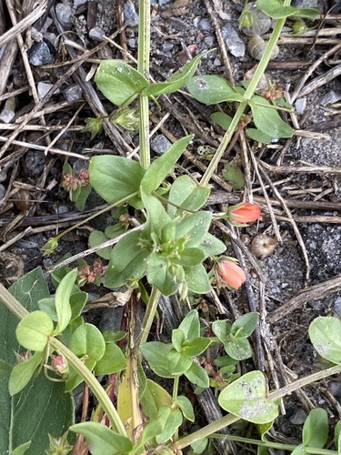 scarlet pimpernel