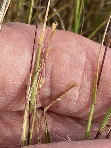 poverty dropseed