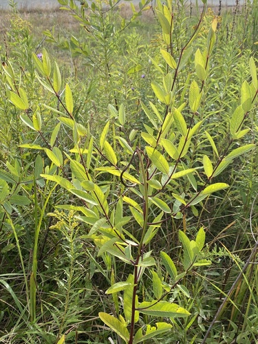 hemp dogbane
