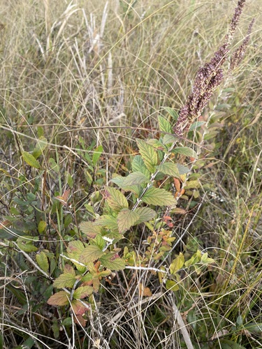 Steeplebush
