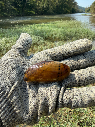 Cracking Pearlymussel