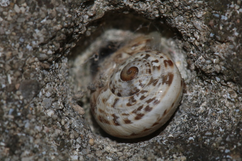 Iberellus balearicus