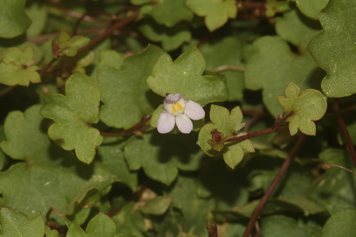 Ivy-leaved toadflax