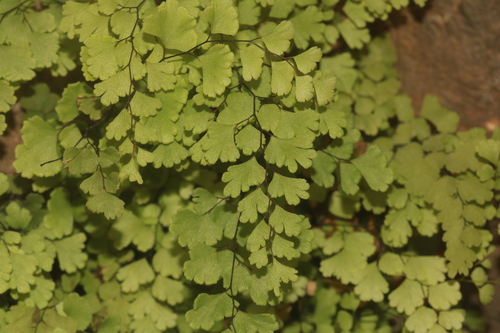 black maidenhair fern