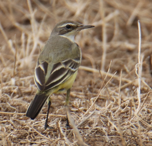 Western Yellow Wagtail