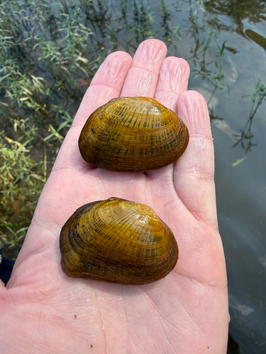 Cumberlandian Combshell