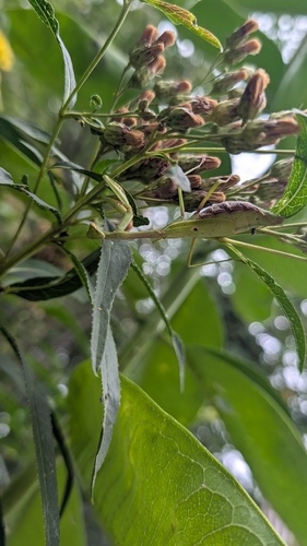 Carolina Mantis