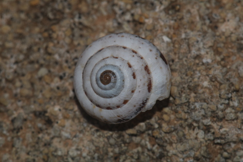 Trochoidea pyramidata
