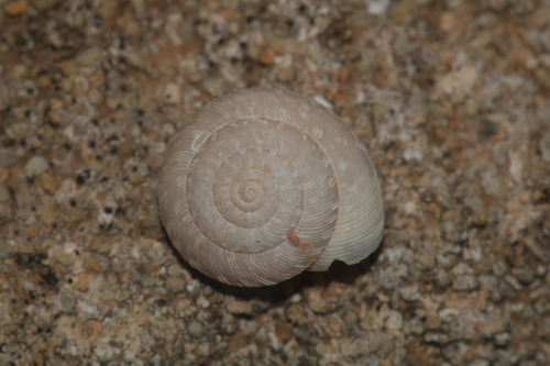 Xerocrassa frater