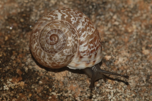 Iberellus campanyonii