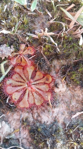 dwarf sundew