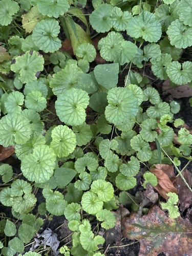 ground-ivy