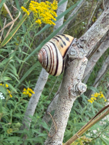 Brown-lipped Snail