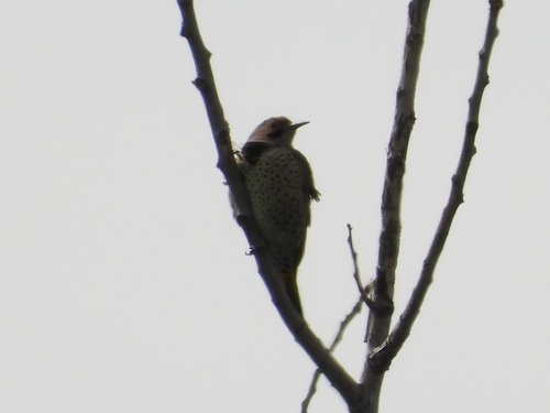 Northern Flicker