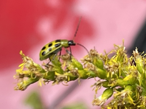 Spotted Cucumber Beetle