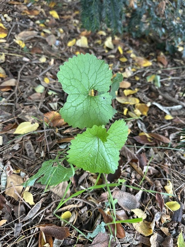 garlic mustard
