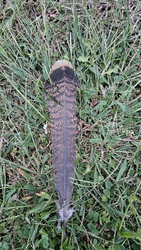 Wild Turkey