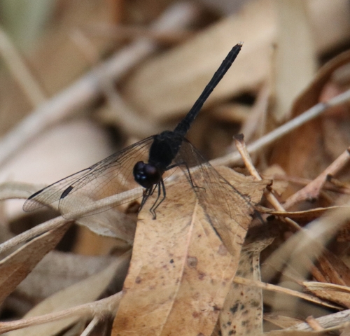 Black Percher