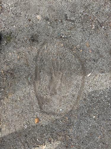 Common Raccoon