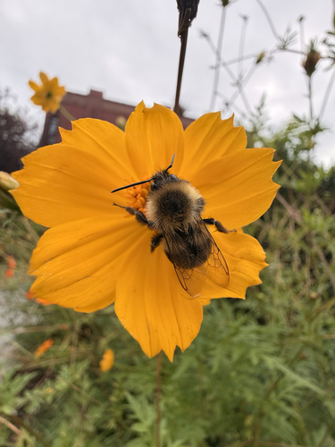 Common Eastern Bumble Bee